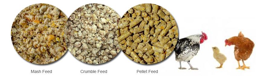 ckicken-feed-types